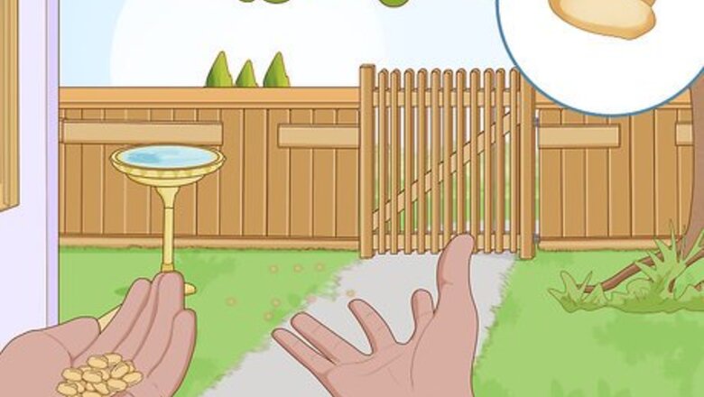 How to Attract Crows