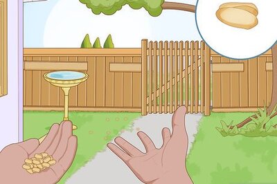 How to Attract Crows