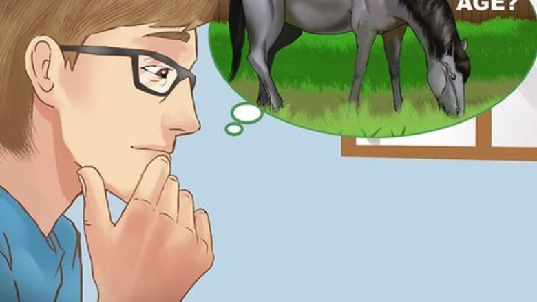How to Buy a Trail Horse