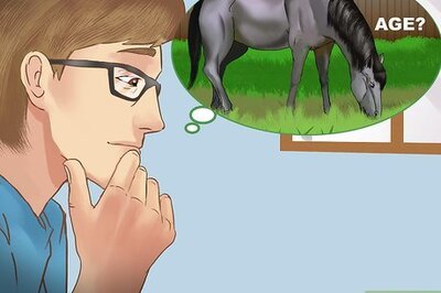 How to Buy a Trail Horse