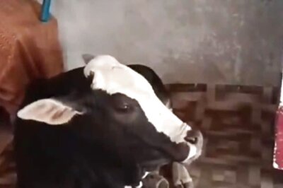 In Chhattisgarh's Mahasamund, This Cow Visits Grocery Shop Daily For 3 Hours