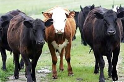 FAO checks mad cow disease