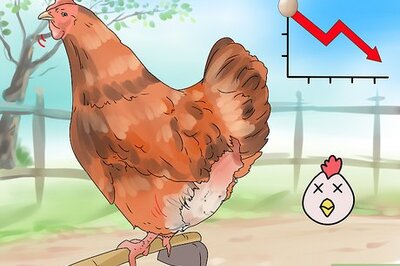 How to Worm Chickens
