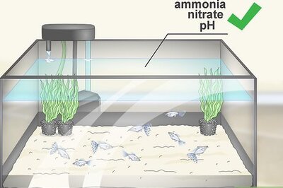 How to Test the Water in an Aquarium