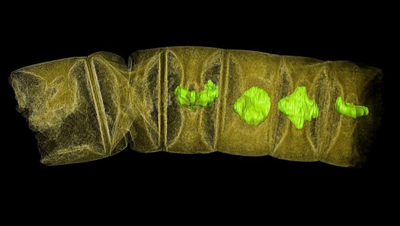 1.6-Billion Years Old Fossils Found in India May be Planet's Oldest Plants