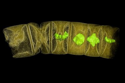1.6-Billion Years Old Fossils Found in India May be Planet's Oldest Plants