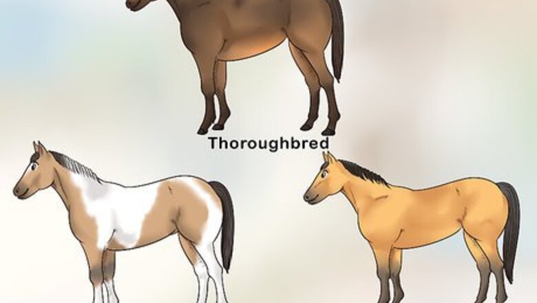 How to Handle Equine Wobblers Syndrome