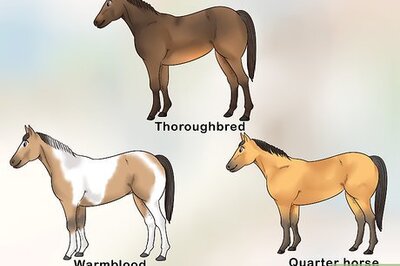 How to Handle Equine Wobblers Syndrome