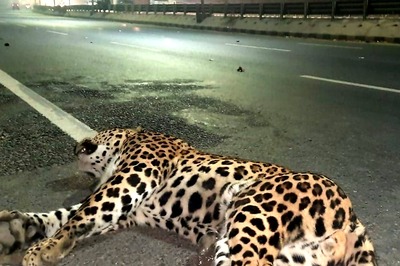 Two Wildlife Traders Arrested with Leopard Skin in Odisha