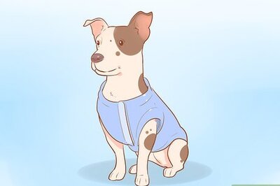 How to Get Your Dog Used to Wearing Clothes