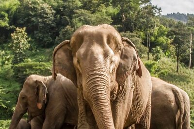 Elephant Ostracised From Herd Wreaks Havoc In Hazaribagh, Officials Warn Locals