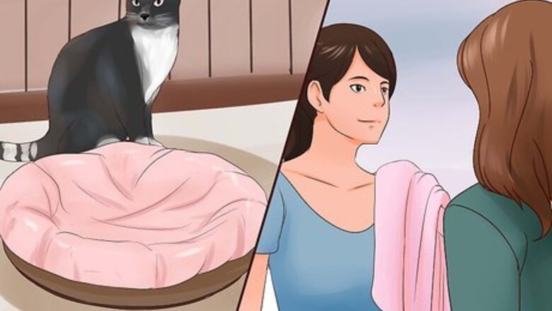 How to Introduce a New Cat to the Family