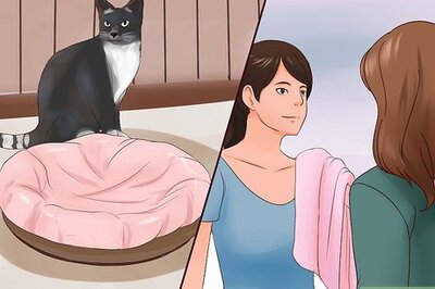 How to Introduce a New Cat to the Family