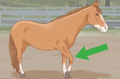 How to Identify a Hoof Abscess in Horses
