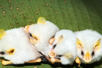 What Are Cotton Ball Bats And Why They Are Called So