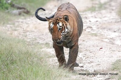 Karnataka Forest Officer Suspended, Minister has no Idea