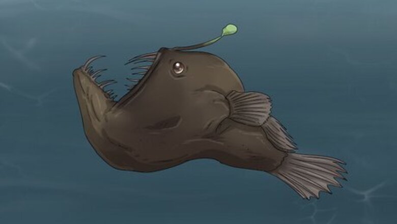 35 Terrifying Deep Sea Creatures to Keep You Up at Night
