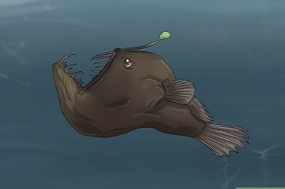 35 Terrifying Deep Sea Creatures to Keep You Up at Night