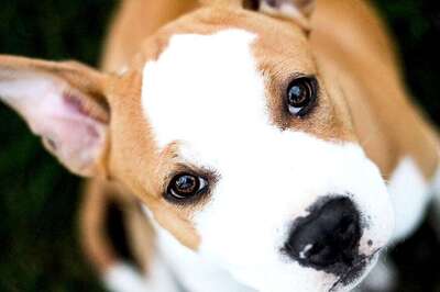 CES 2018: Smart Devices For Dogs, Cats to Help Pet Owners