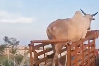 IAS Officer Shares Video of Irrigation Technique Using Cattle, Draws Flak