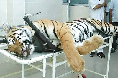 Hunger Drives Even the Wildest Animals Astray, Then What Was Tigress Avni's Fault?