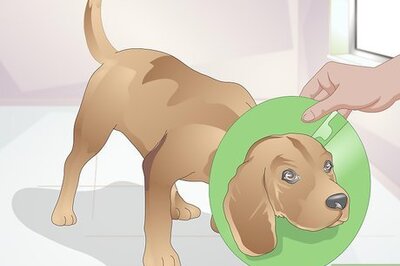 How to Stop Your Pet from Licking Lotions and Creams
