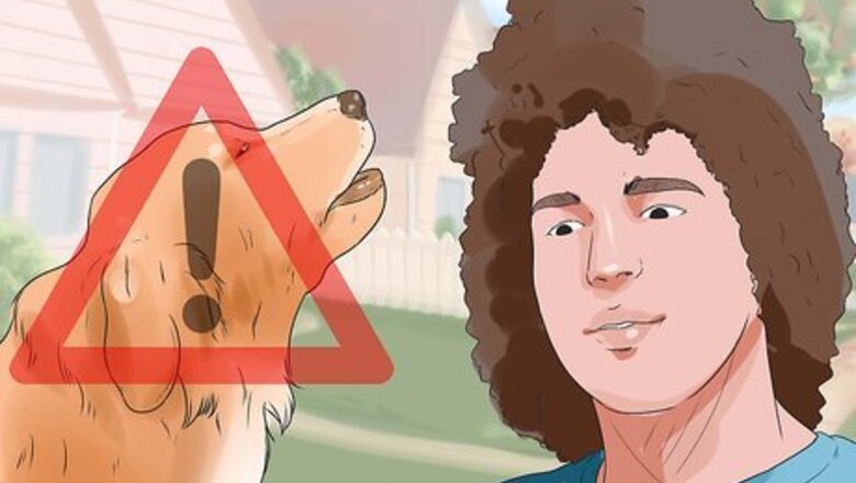 How to Make a Golden Retriever Stop Barking
