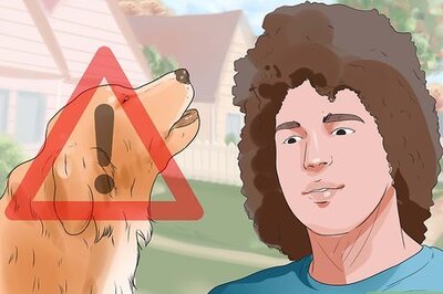 How to Make a Golden Retriever Stop Barking