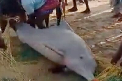 IAS Officer Shares Video of Tamil Nadu Fishermen And Forest Department Rescuing Dolphins