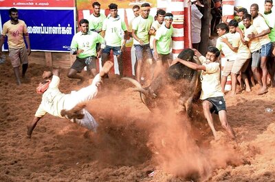 Bull Tamer Among Two Gored to Death in Jallikattu Event, Over 50 hurt