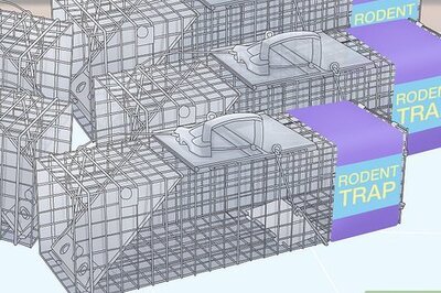 How to Catch a Chipmunk