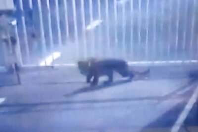 Leopard Mauls 65-year-old Woman to Death in Maharashtra, Angry Villagers Stage Protest