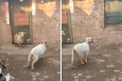 Trending: This Goat Is The New Kung Fu Sensation