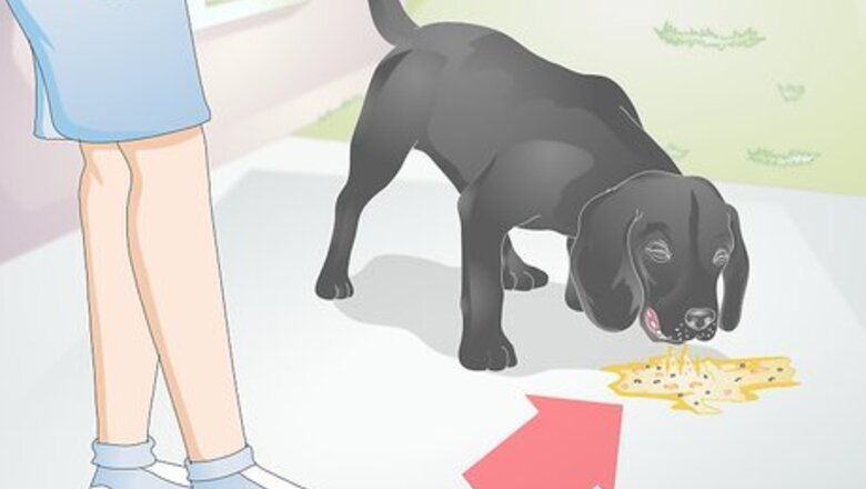 How to Diagnose Yellow Foamy Vomit in Dogs