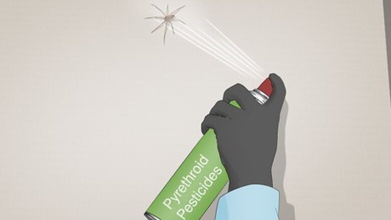 How to Kill Brown Recluse Spiders