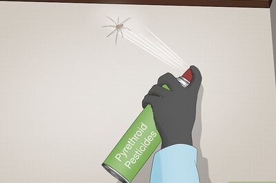How to Kill Brown Recluse Spiders