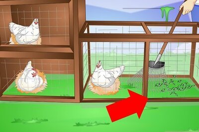 How to Collect Chicken Eggs