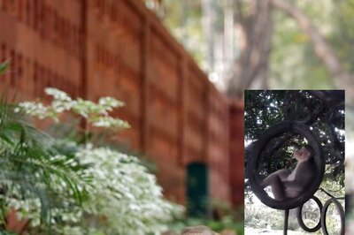 WATCH: Monkey Having a Gala Time on a Tyre Swing Will Give You TGIF Feels