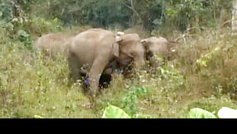 Assam: Village shifted to new location to secure elephant corridor, ends 40-year-old struggle