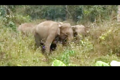 Assam: Village shifted to new location to secure elephant corridor, ends 40-year-old struggle