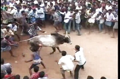 With an eye on Tamil Nadu polls, Centre may allow Jallikattu in state