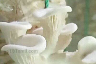 North Bengal University Starts Oyster Mushroom Training Camp For Tea Gardeners