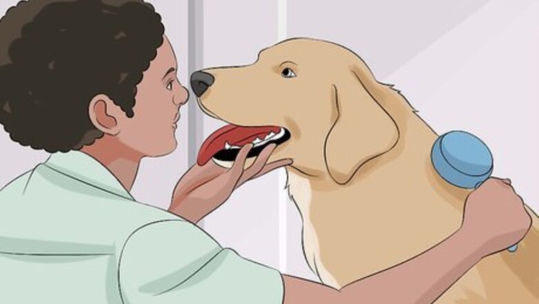 How to Help Animals