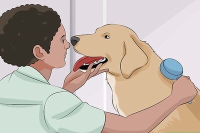How to Help Animals