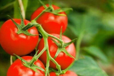 Centre Directs Nafed, NCCF to Procure Tomato from AP, Karnataka, Maha for Distribution in Key Consuming Centres