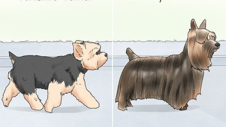 How to Identify a Yorkshire Terrier