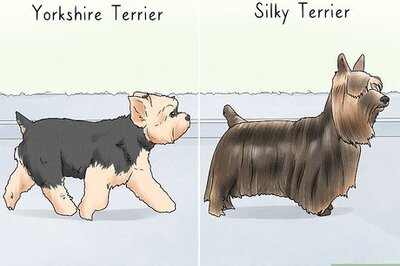 How to Identify a Yorkshire Terrier