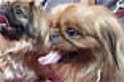 Dogs and men 'play' the same game to woo women