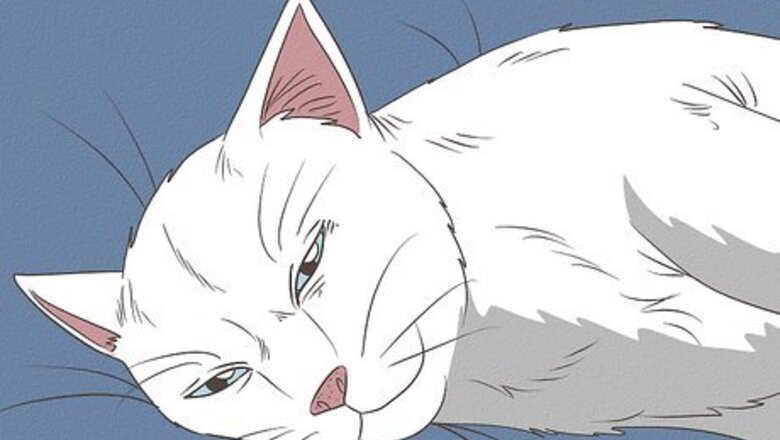 How to Recognize Signs of Shock in a Cat