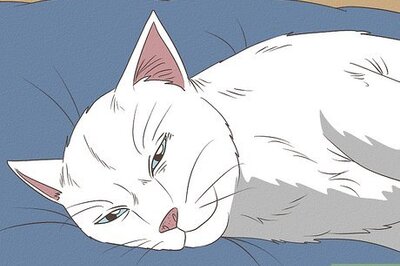 How to Recognize Signs of Shock in a Cat